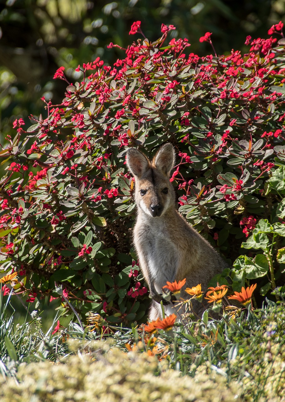 wallaby, young, rednecked wallaby